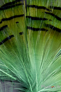 Faisan doré - 4-6 cm - orange doré-vert